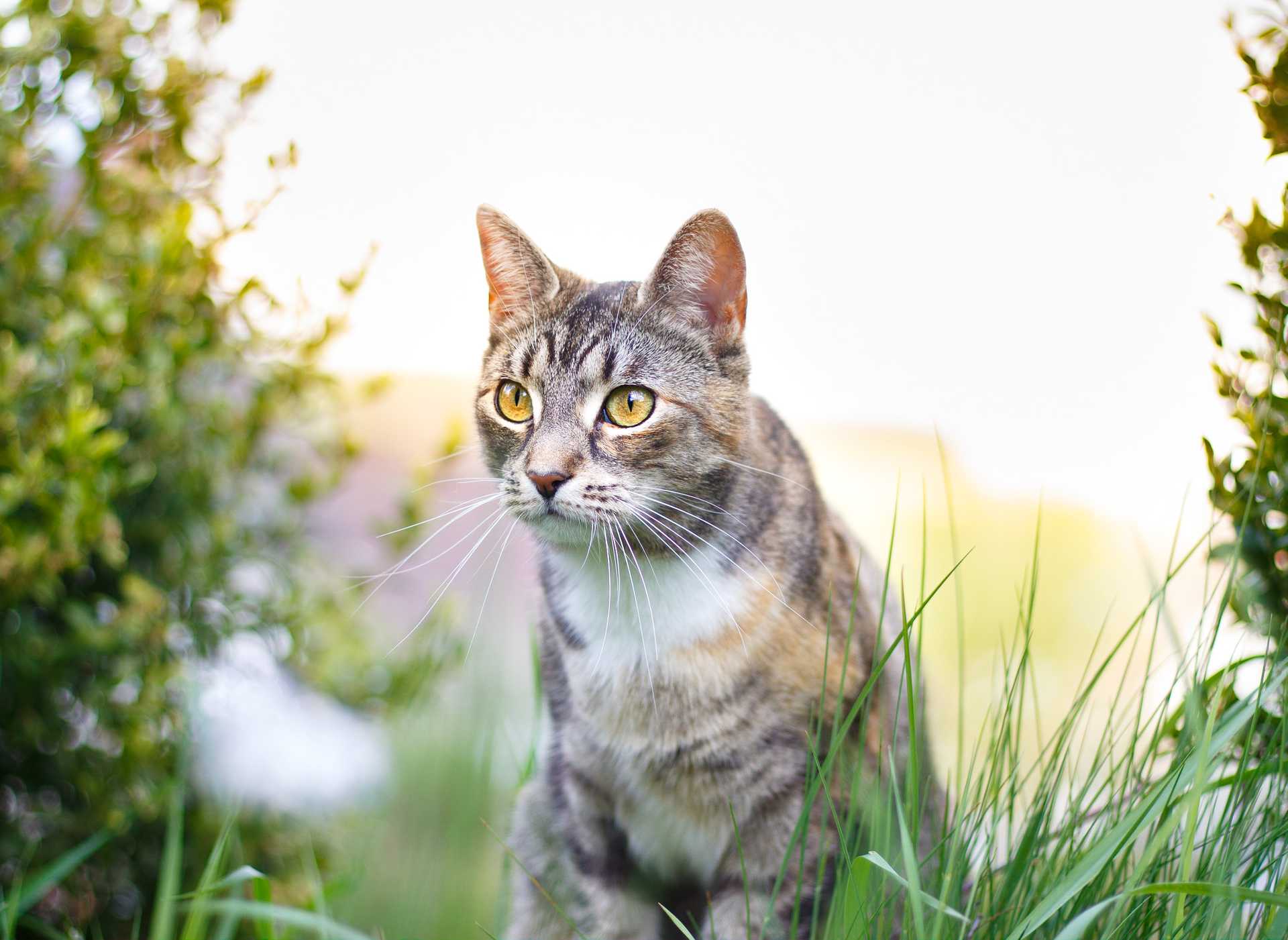 Katze im Sonnenaufgang