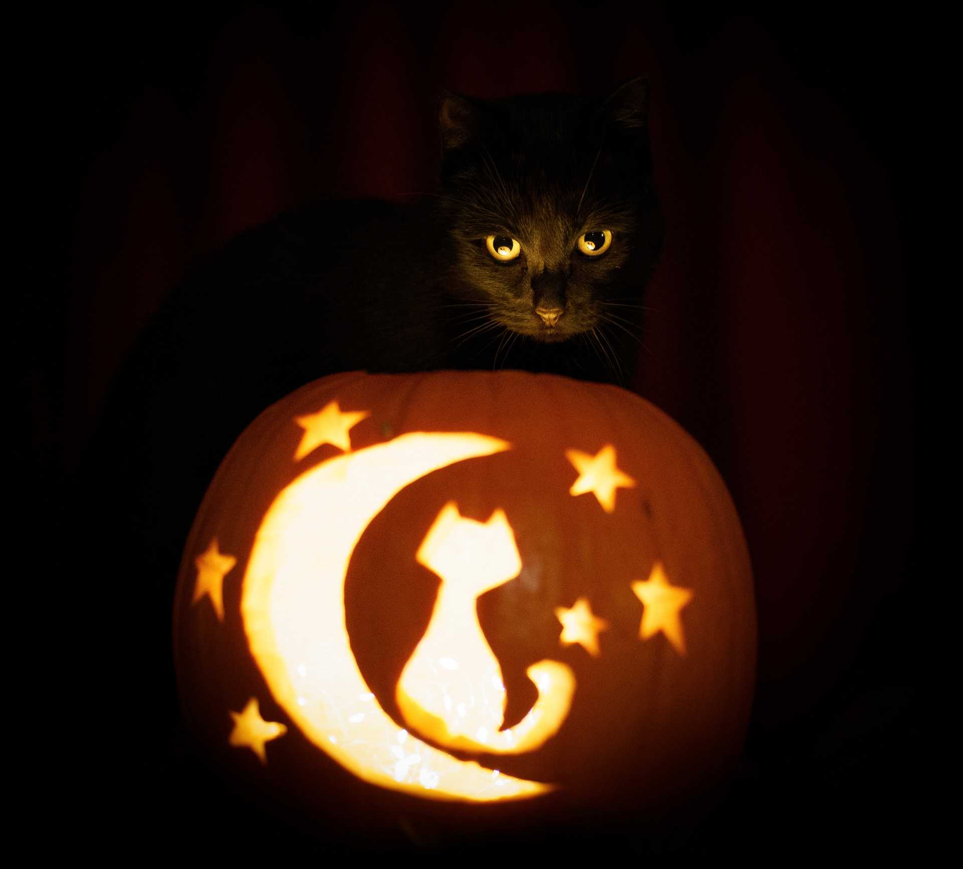 Katze & Kürbis zu Helloween