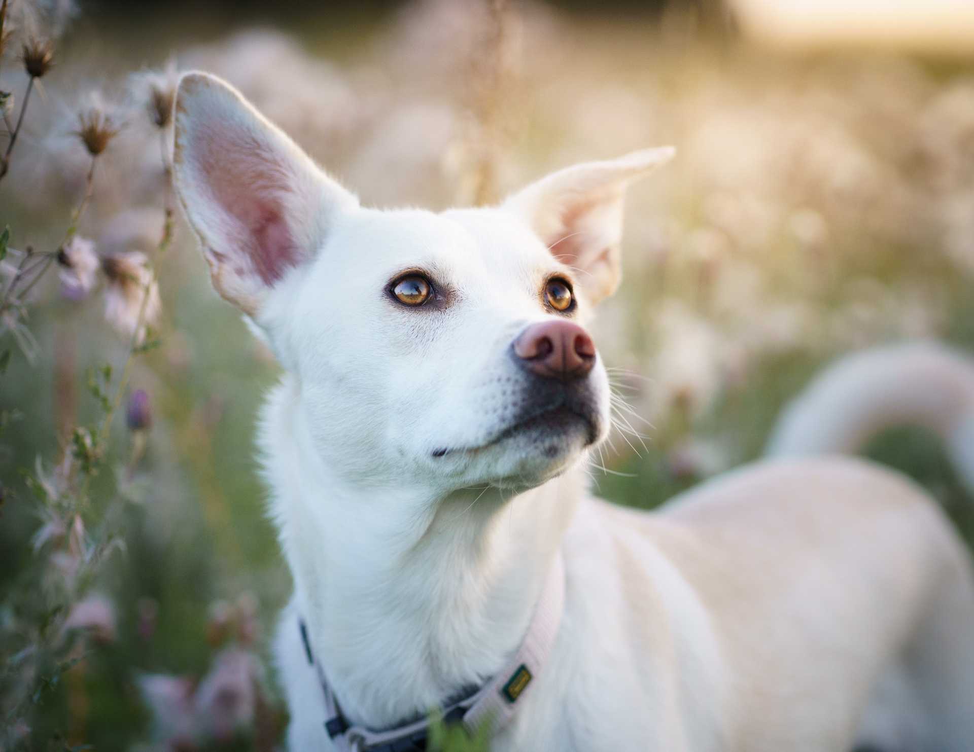 Weißer Hund