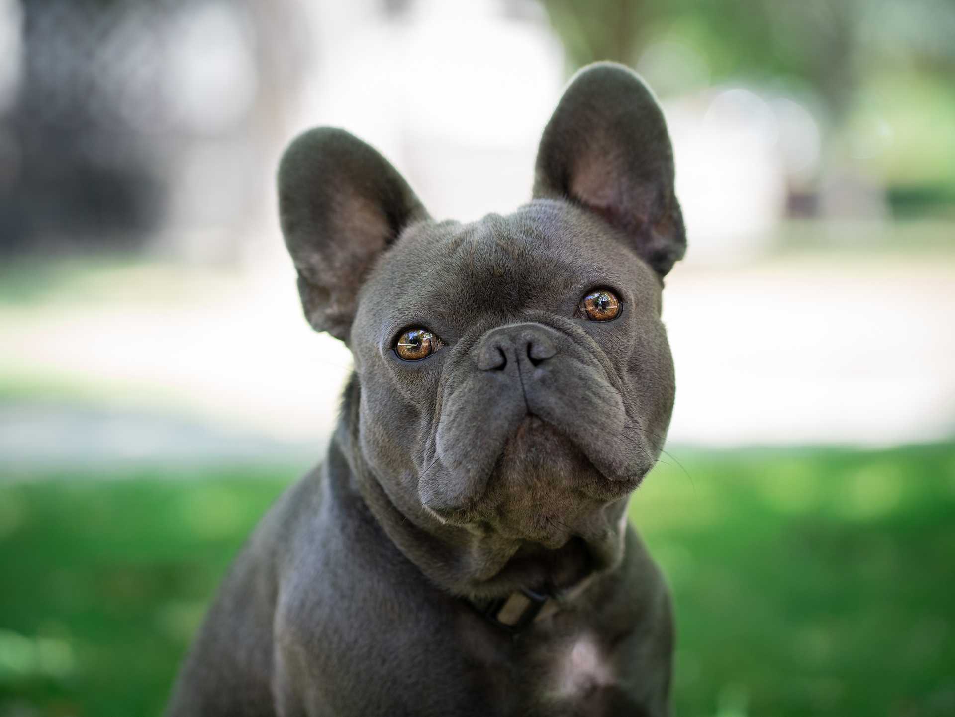 Bux - Schwarzer Bulldog