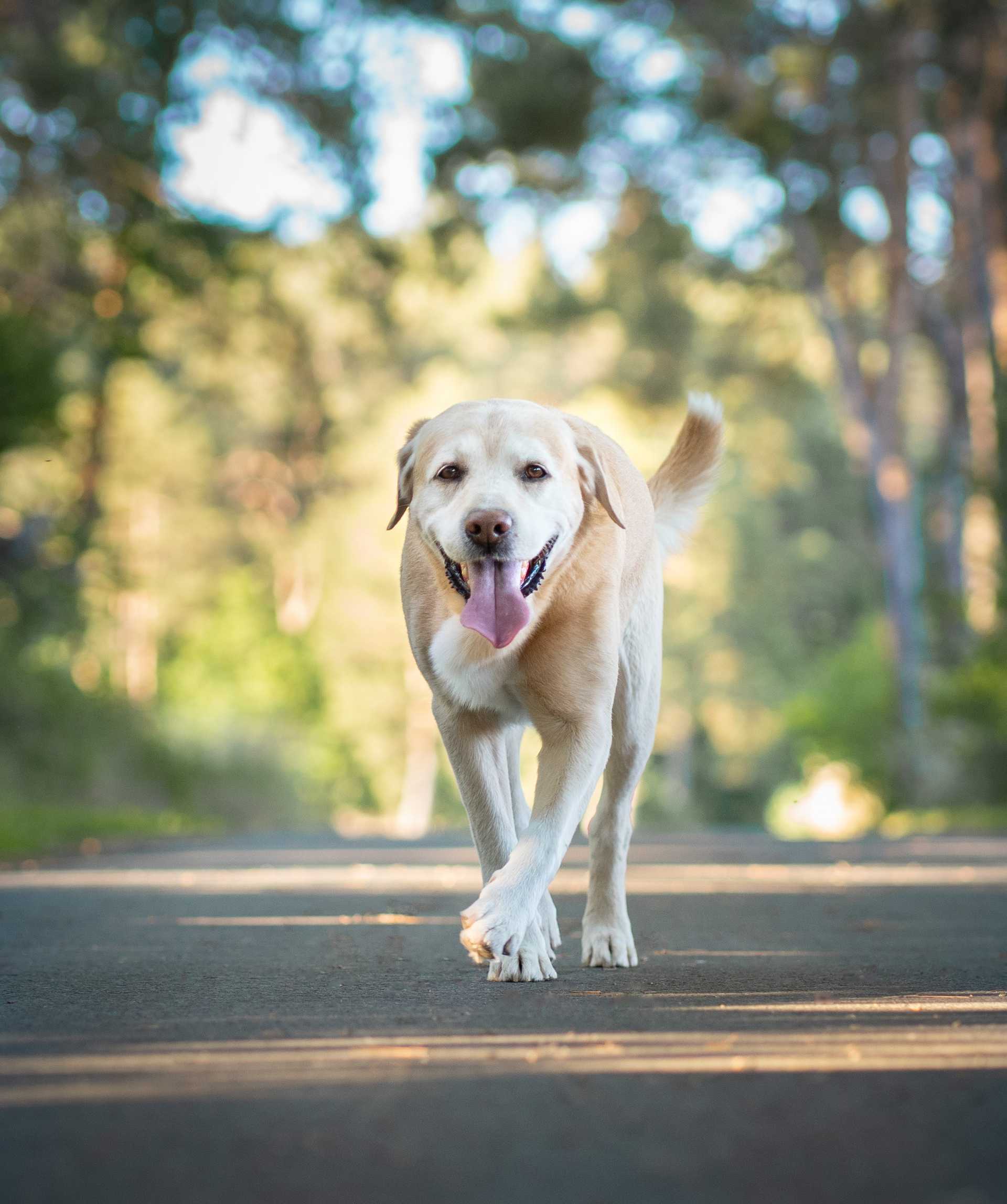 Colin - Golden Retriever