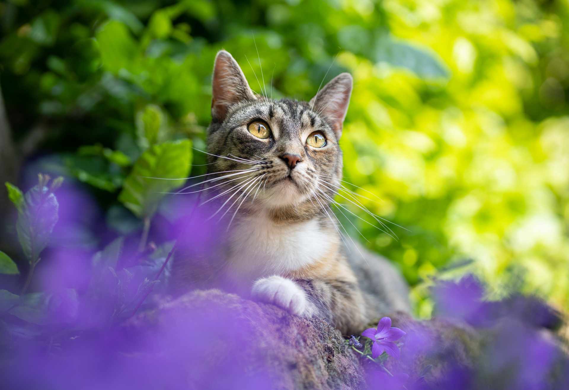 Katze und eine lila Pflanze