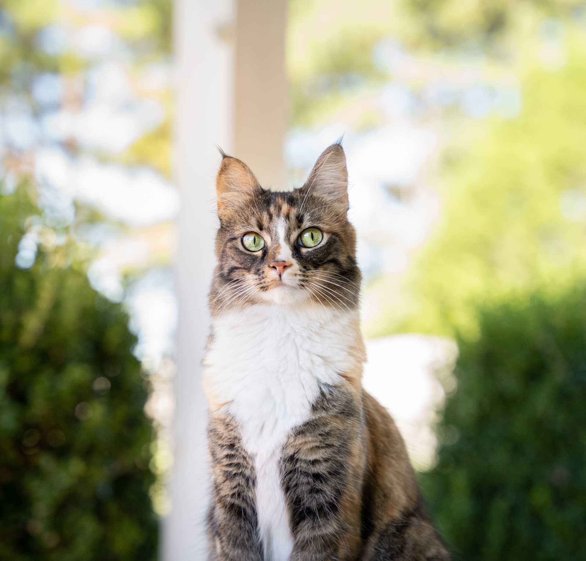 Luna - Norwegische Waldkatze