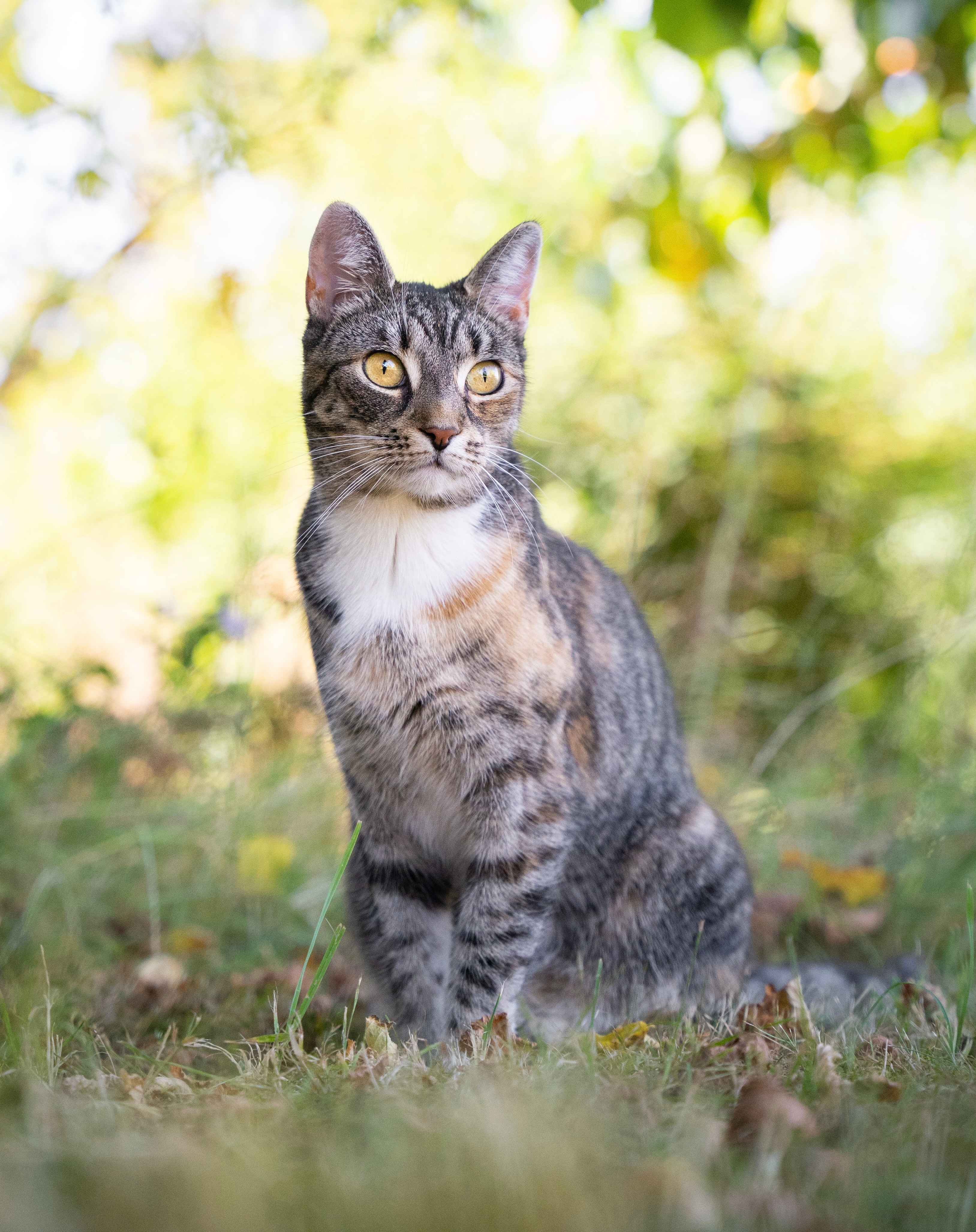 Katze im Garten