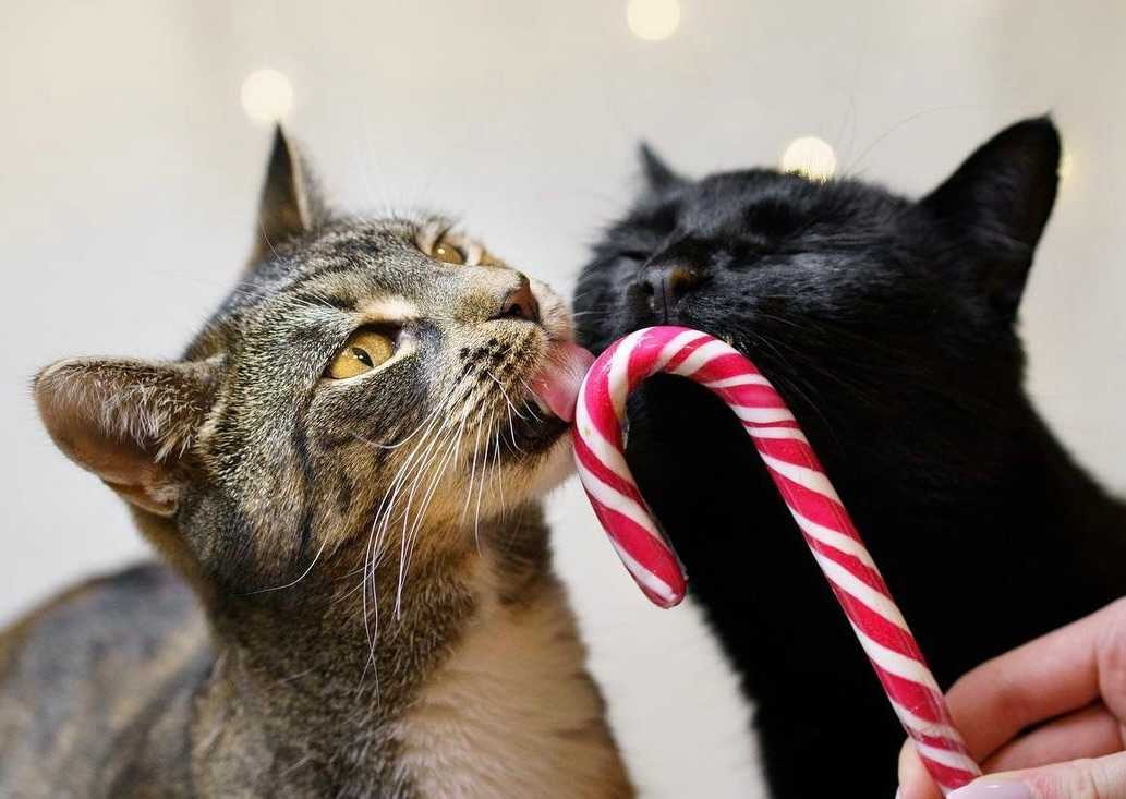 Katzen lecken Zuckerstange