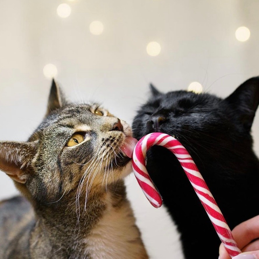 Katzen lecken Zuckerstange
