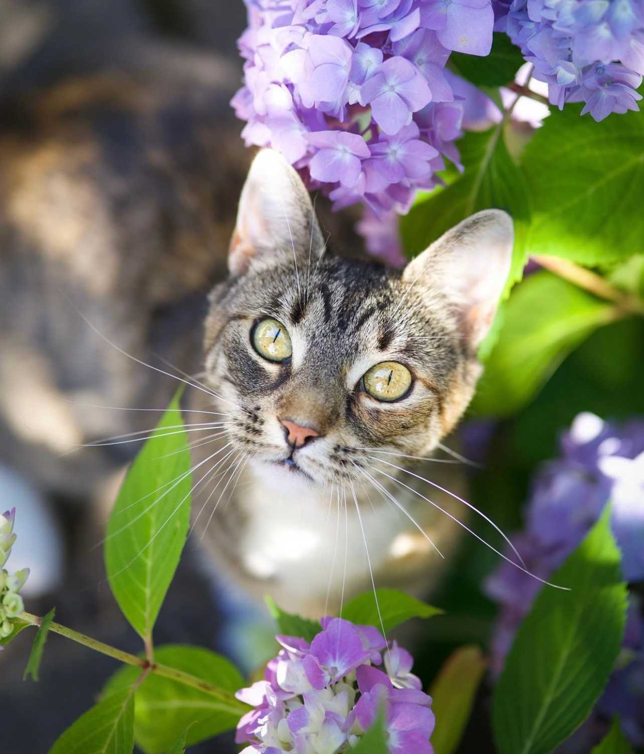 Mira zwischen Blumen