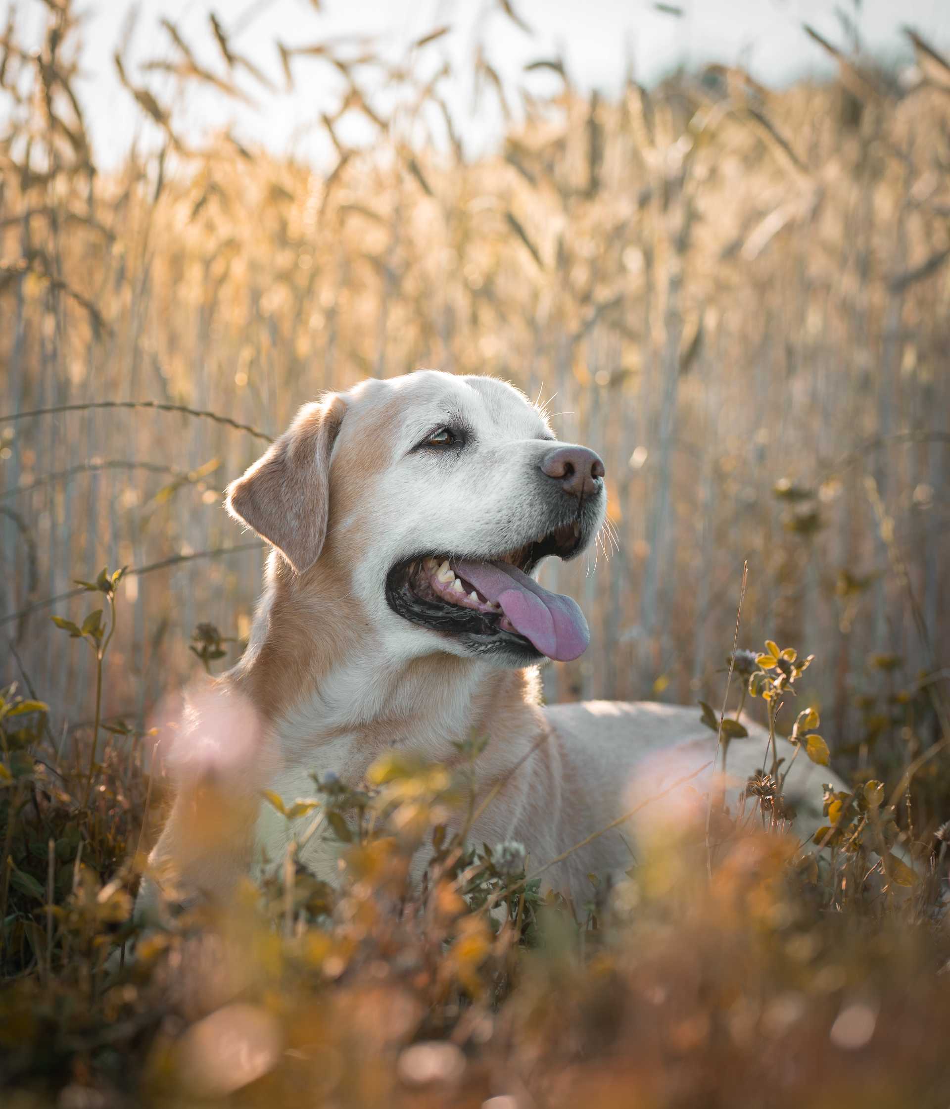 Hund im Getreidefeld