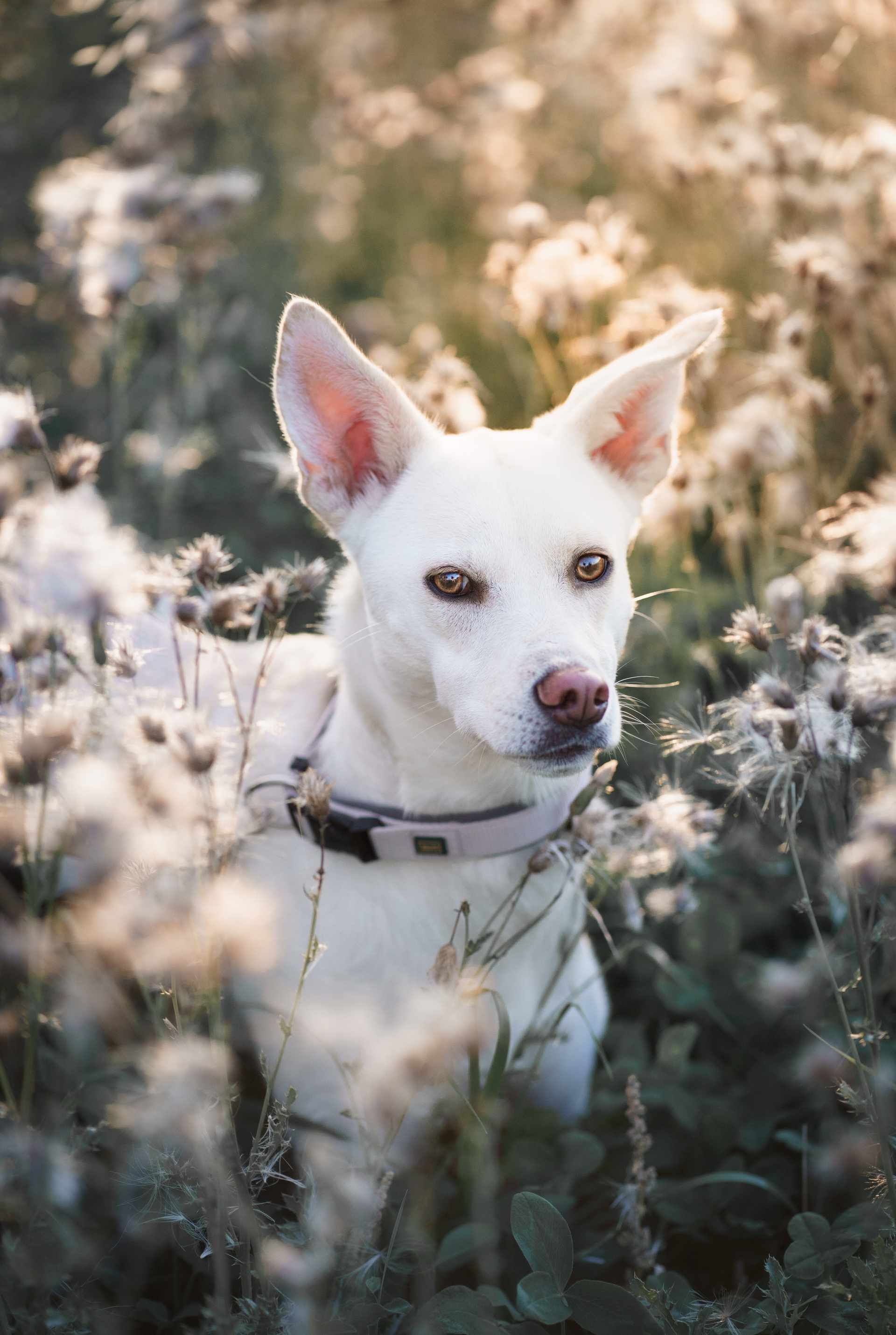 Weißer Hund im Getreidefeld