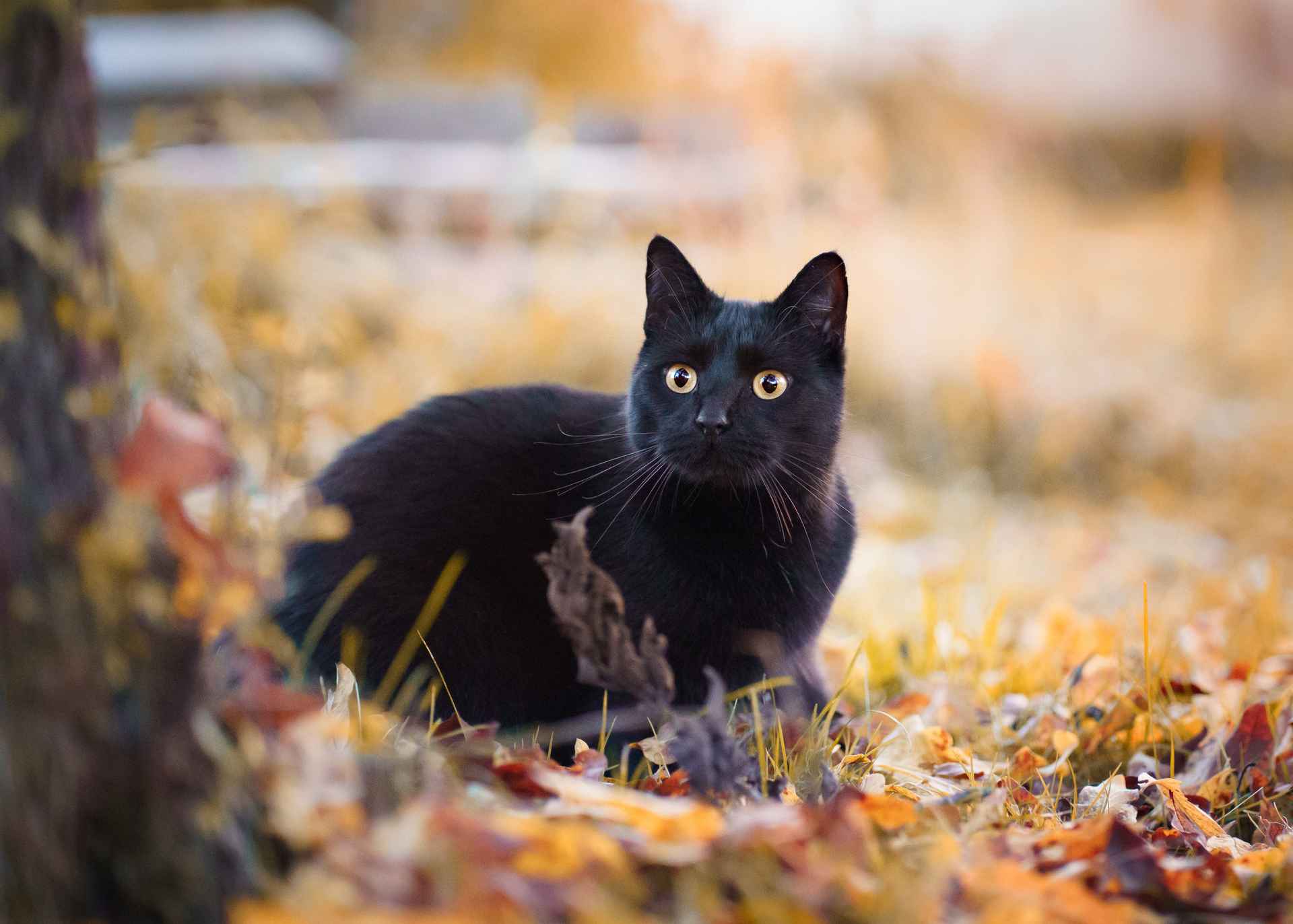 Schwarze Katze im Herbst