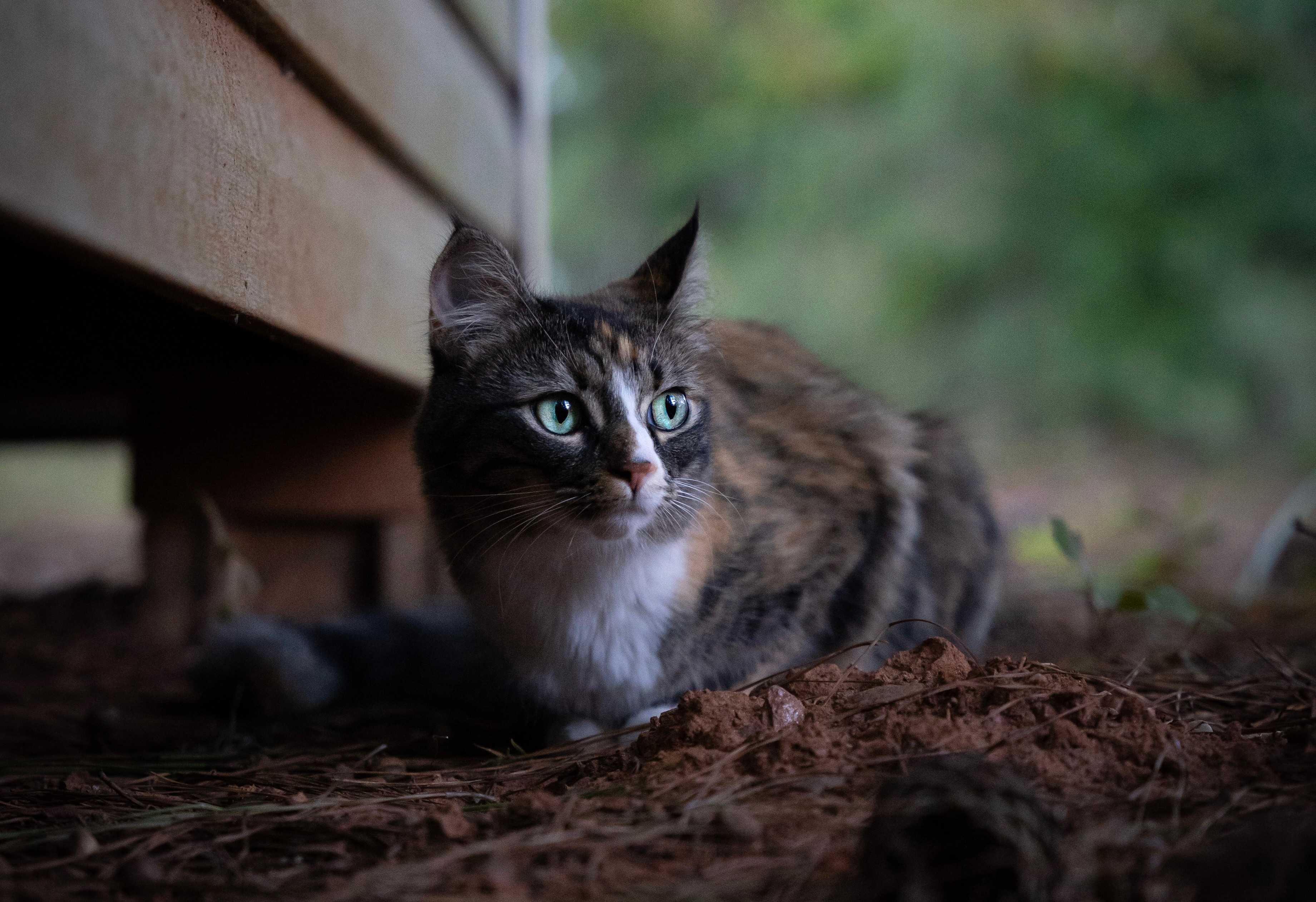 Katze im Wald
