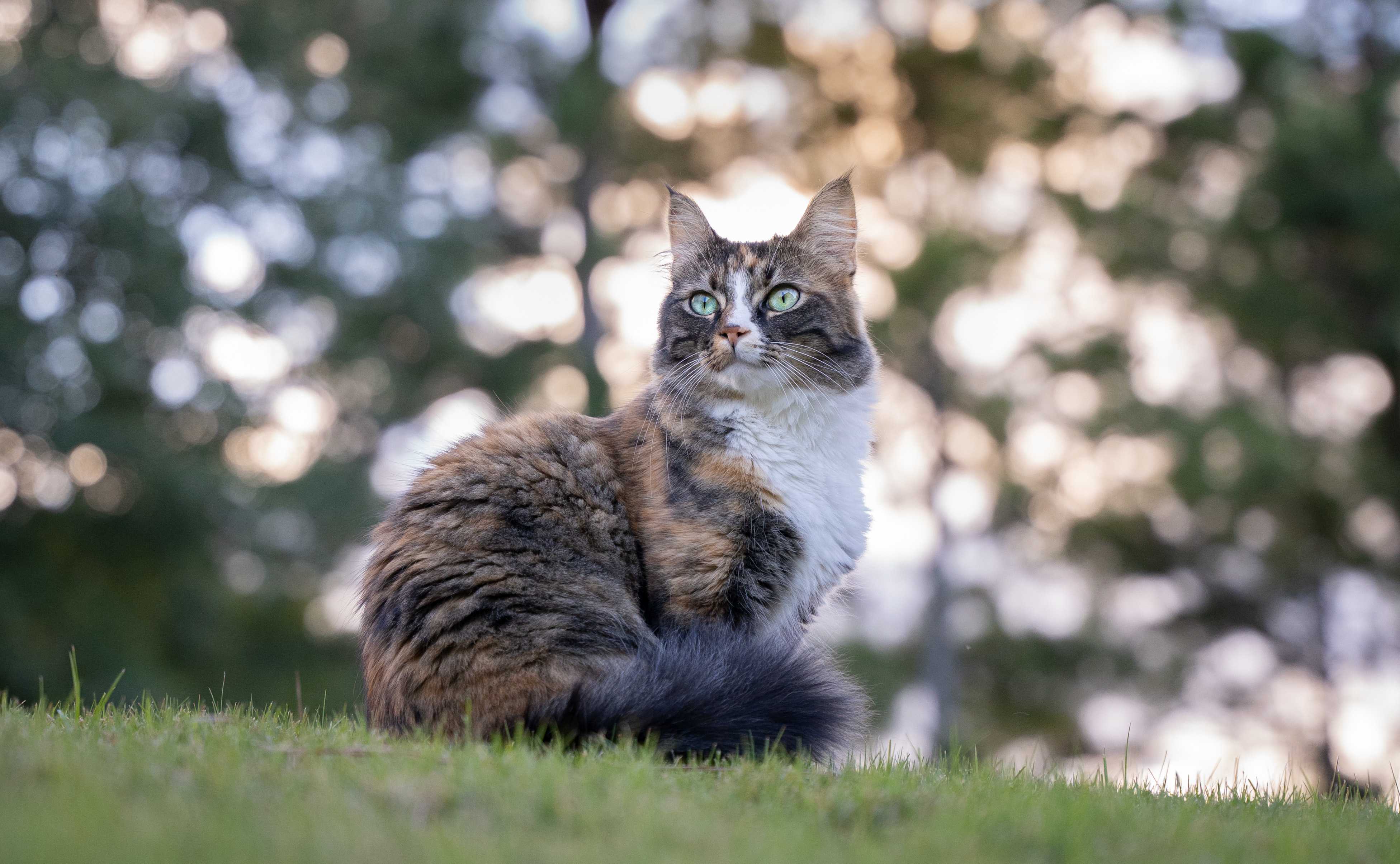 Katze auf einer Wiese im Sonnenuntergang